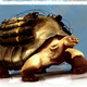 Illustration for article titled Turtles With Guns Are Top Of The Evenings Food Chain